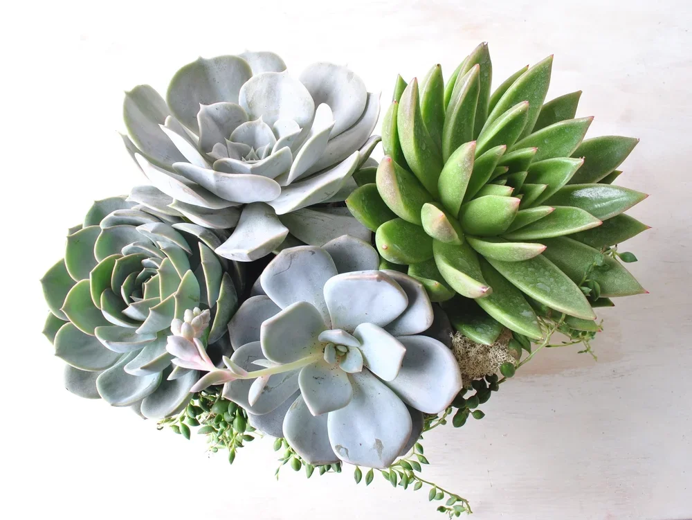 Succulent Garden Boston