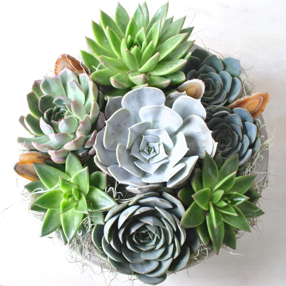 Succulent Bowl
