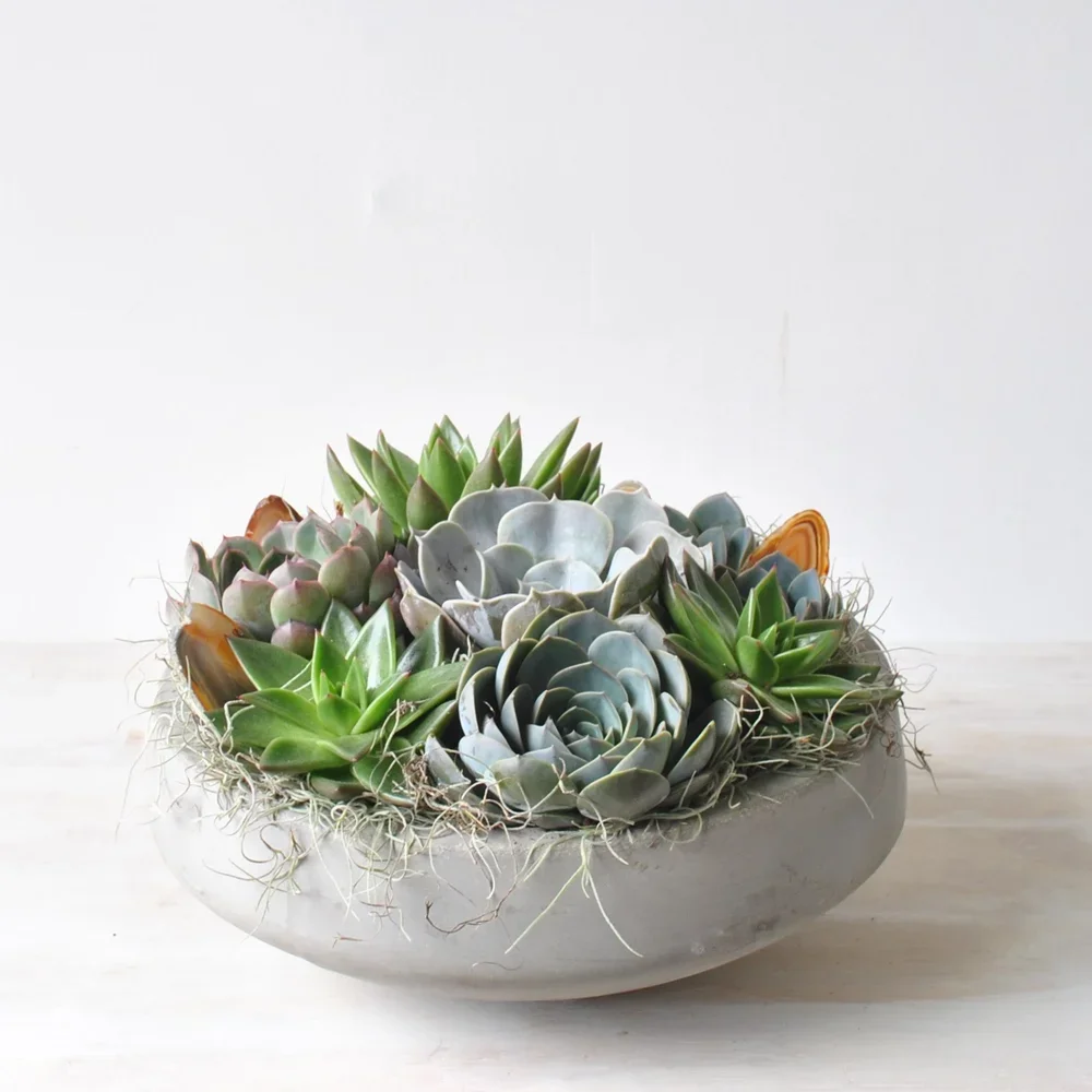 Succulent Bowl2