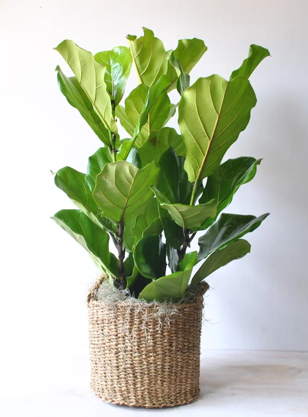 Fiddle Leaf Fig Bush