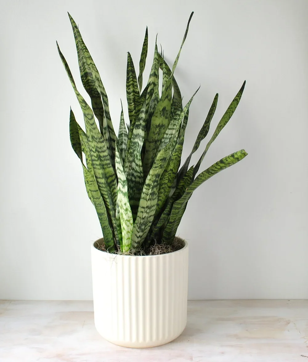 Large Snake Plant
