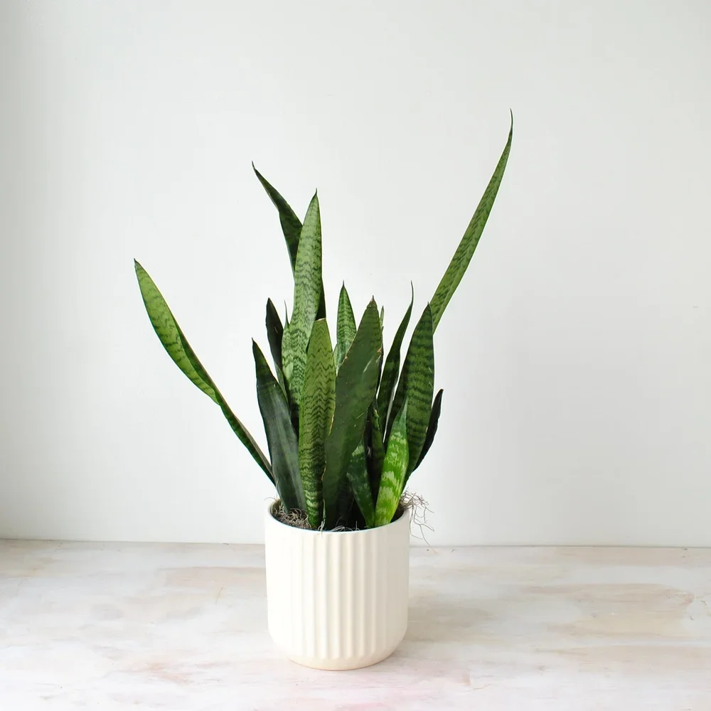 Mod Snake Plant