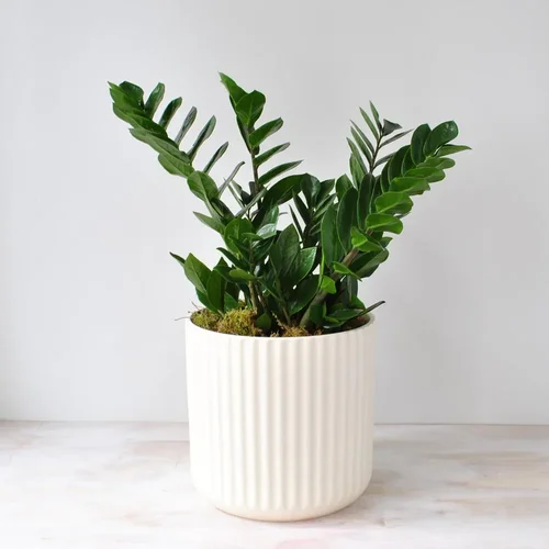 ZZ plants for Boston delivery — Rouvalis Flowers & Gardens