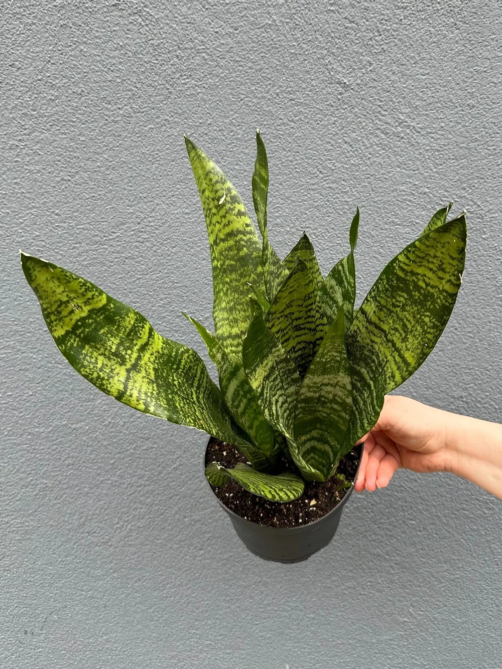 Snake Plant.webp