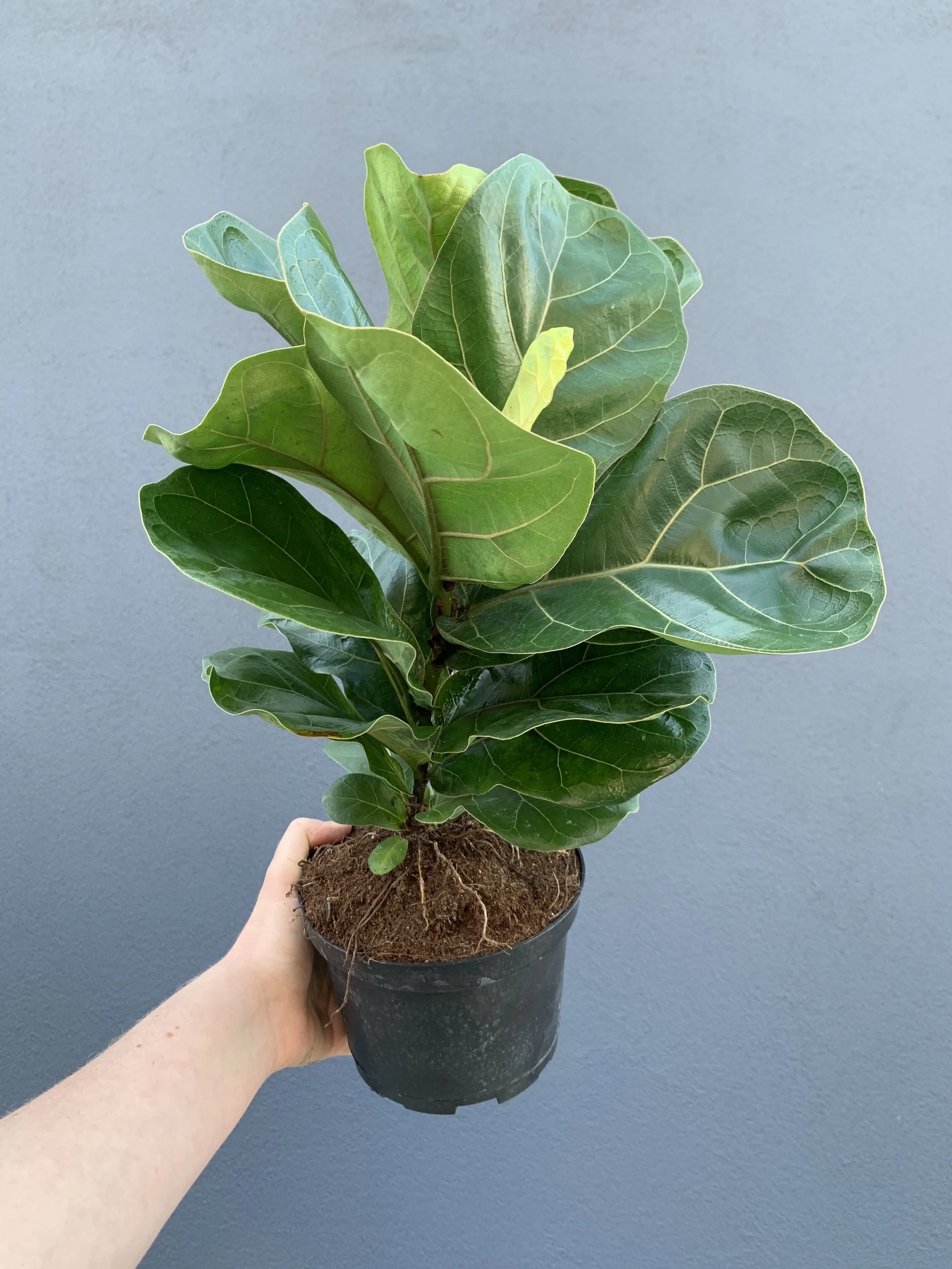 Fiddle Leaf Fig