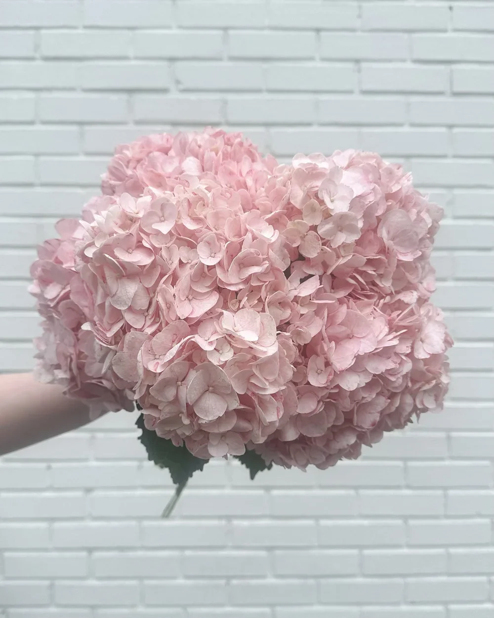 Hydrangea Bunch pink