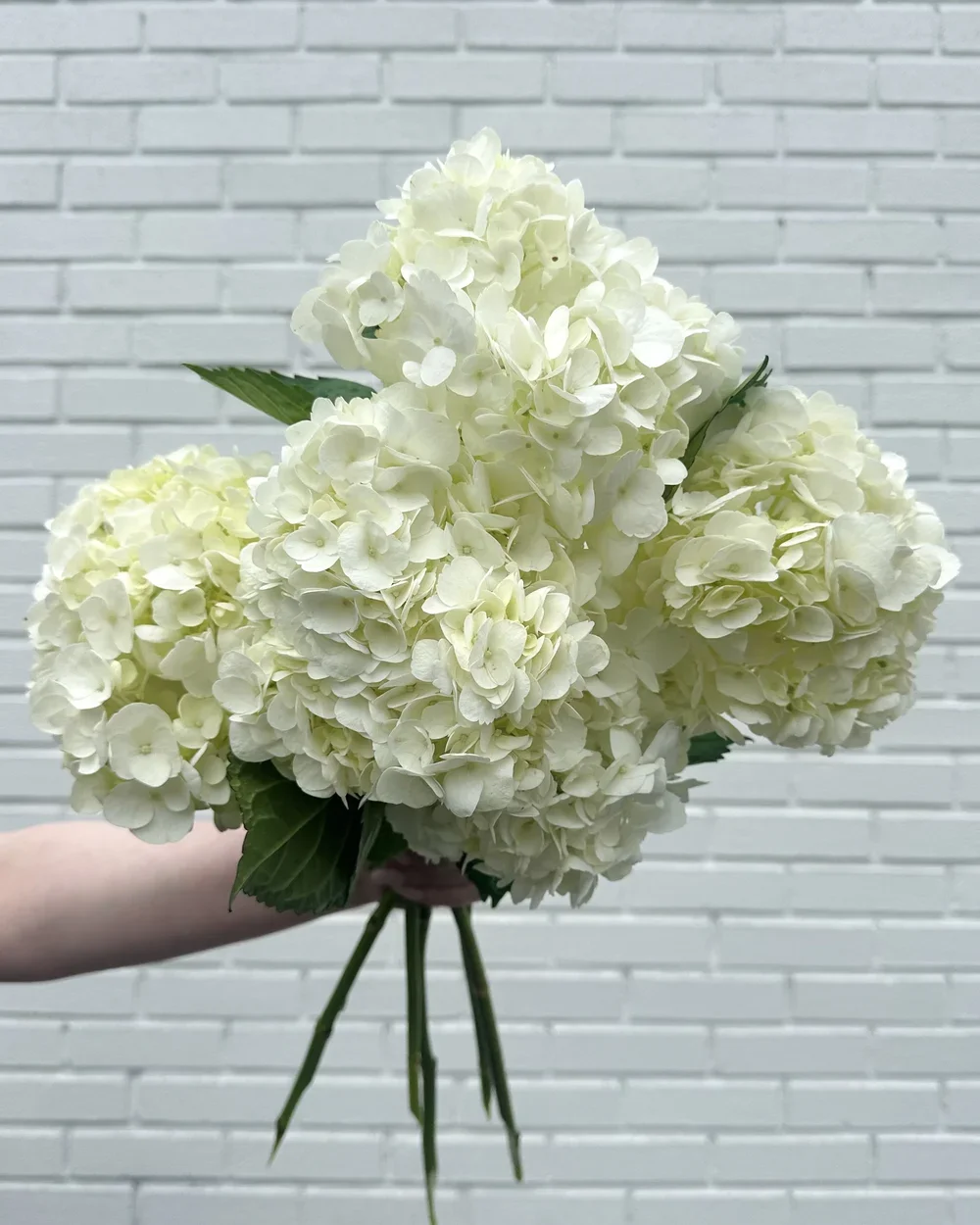Hydrangea Bunch white