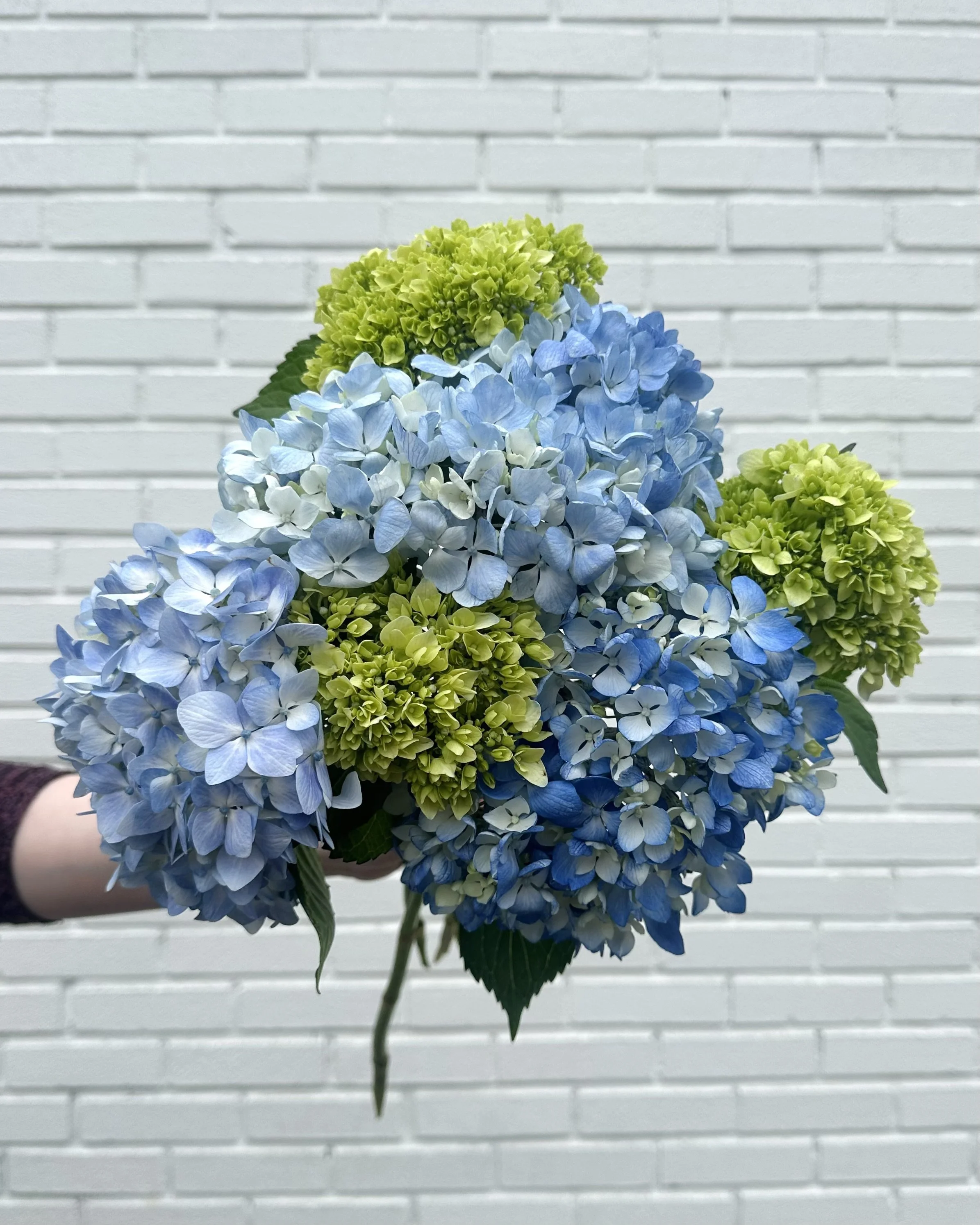 Mixed Hydrangea Bunch blue