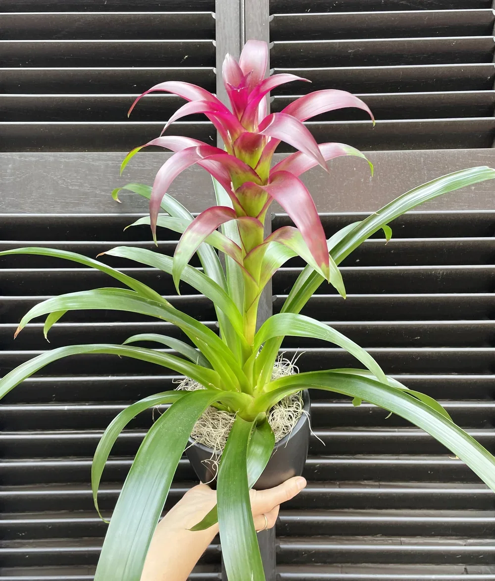 Bromeliad