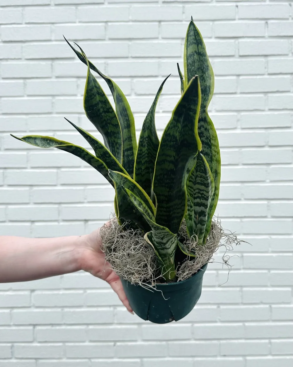 Snake Plant 2.webp