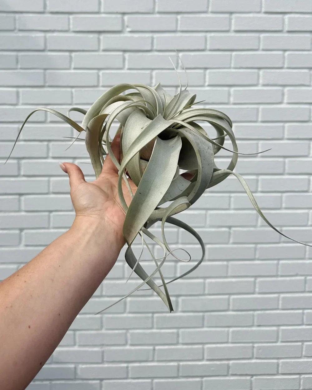Xerographica Airplant