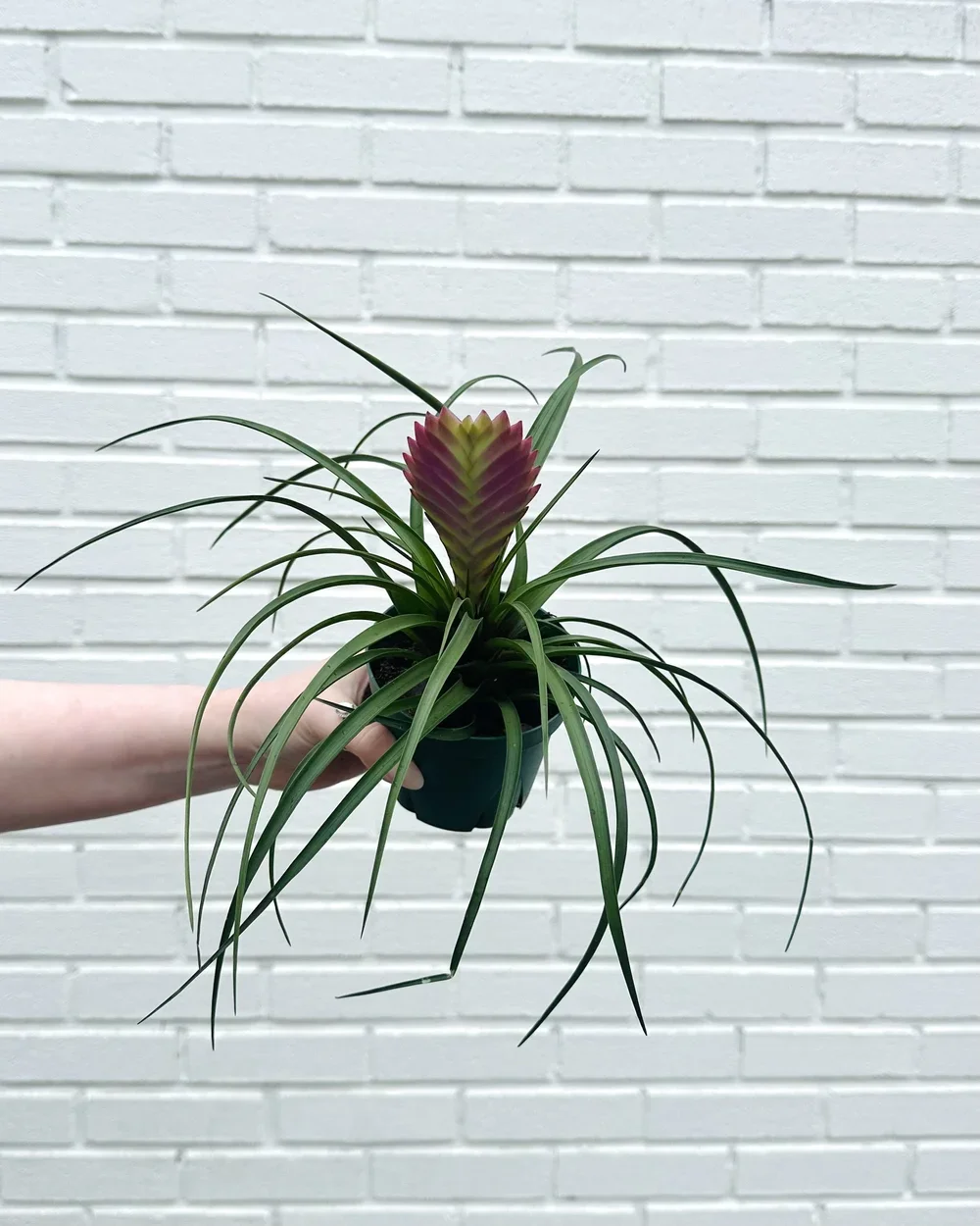Tillandsia