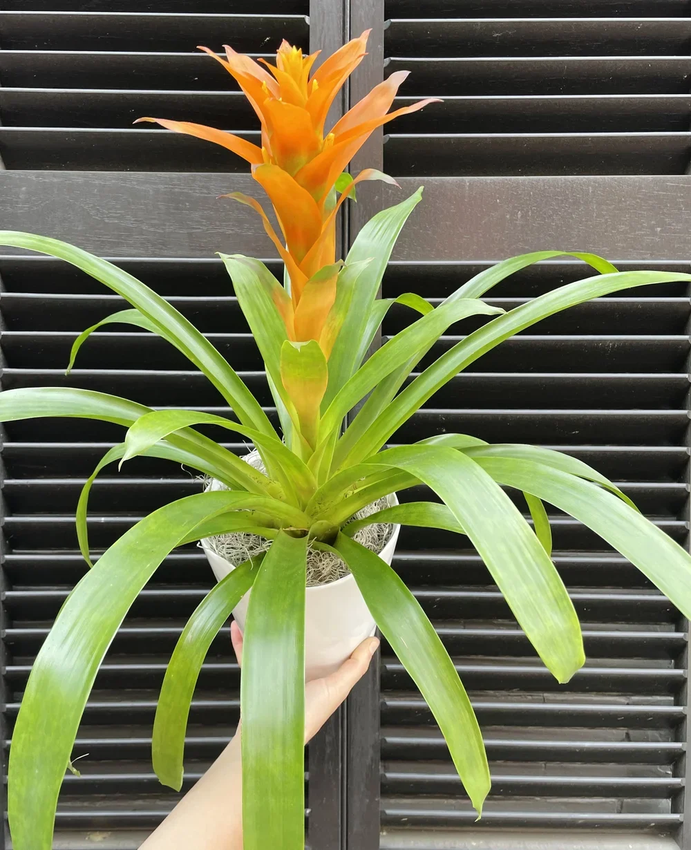Bromeliad