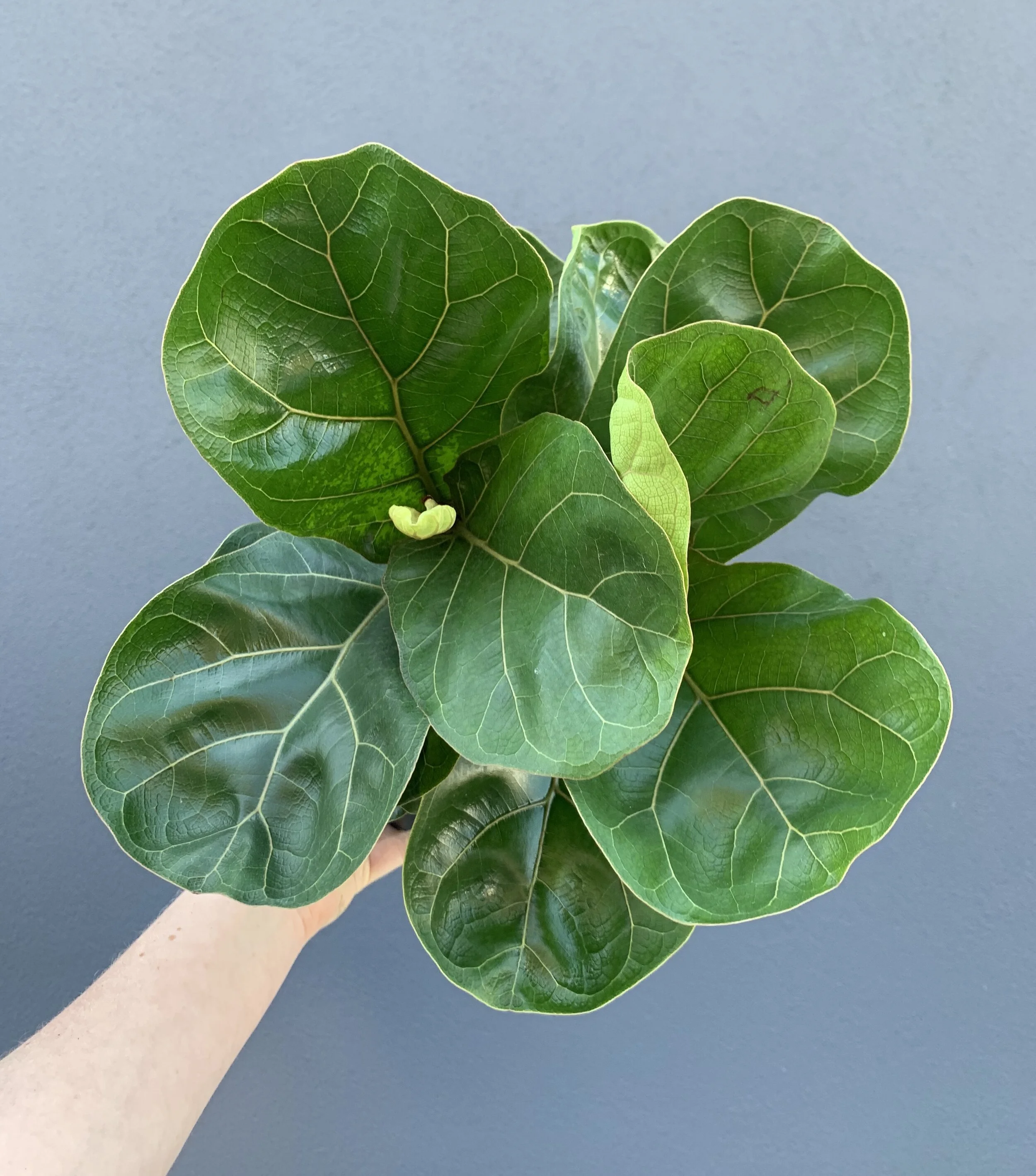 Fiddle Leaf Fig