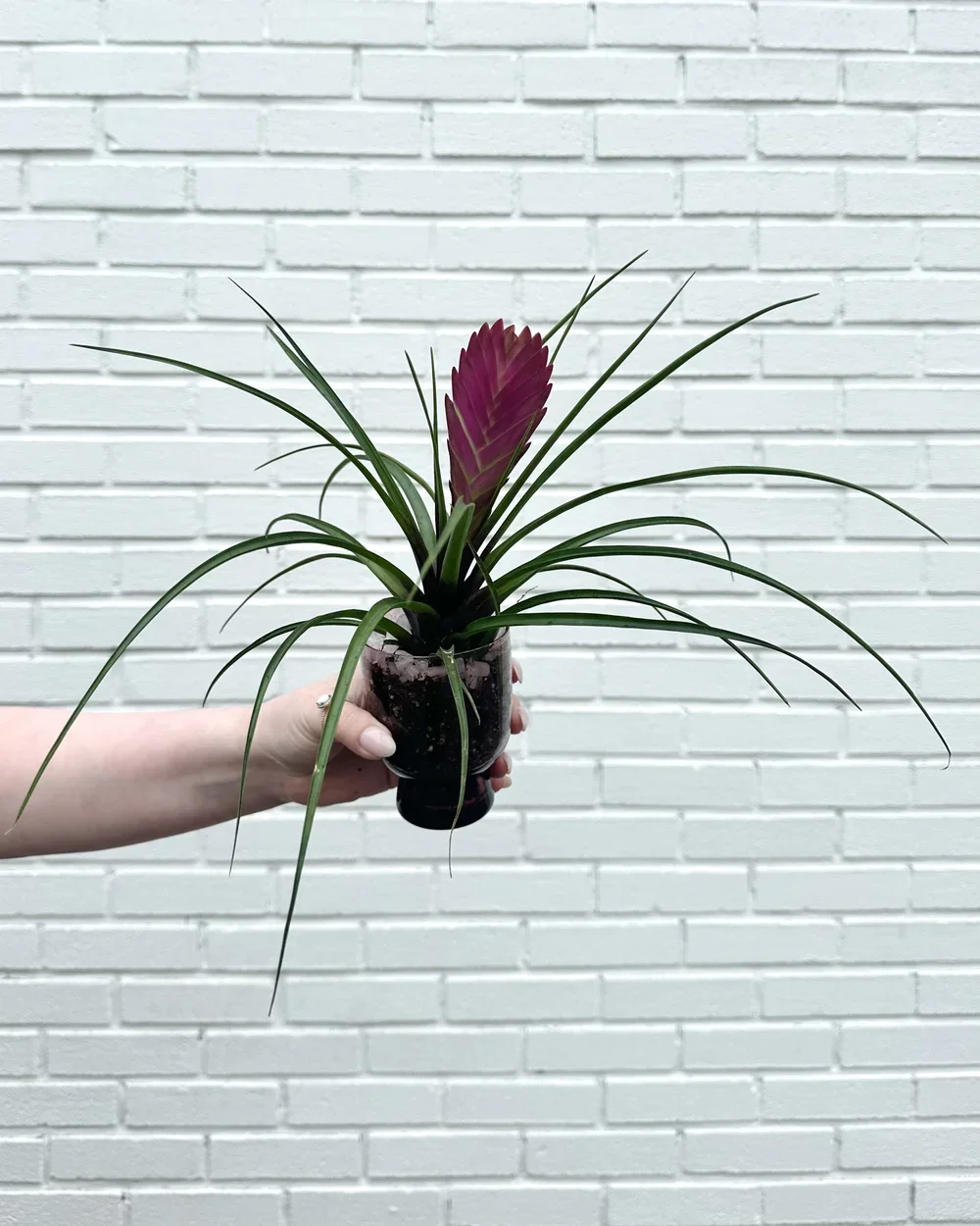 Tillandsia