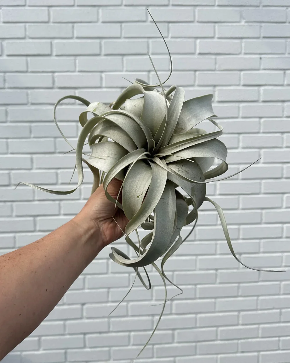 Xerographica Airplant