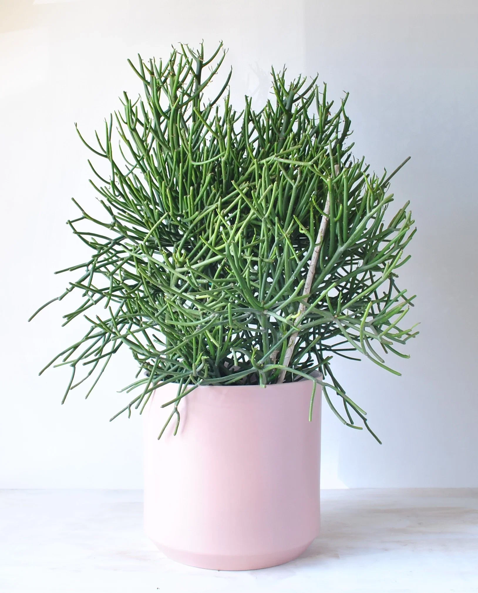 DSC_0277+(6).webp (Copy)