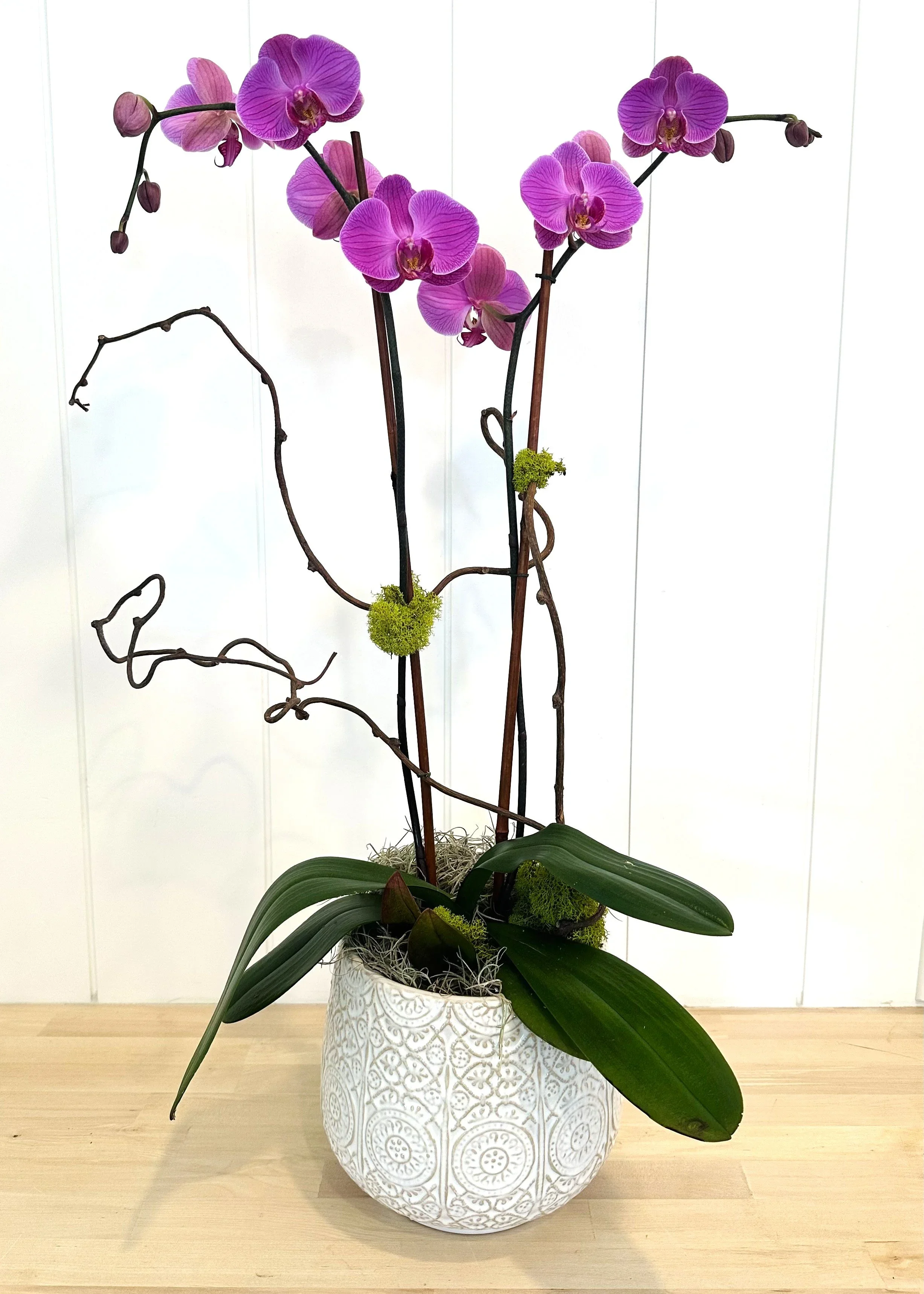 orchid (1).webp