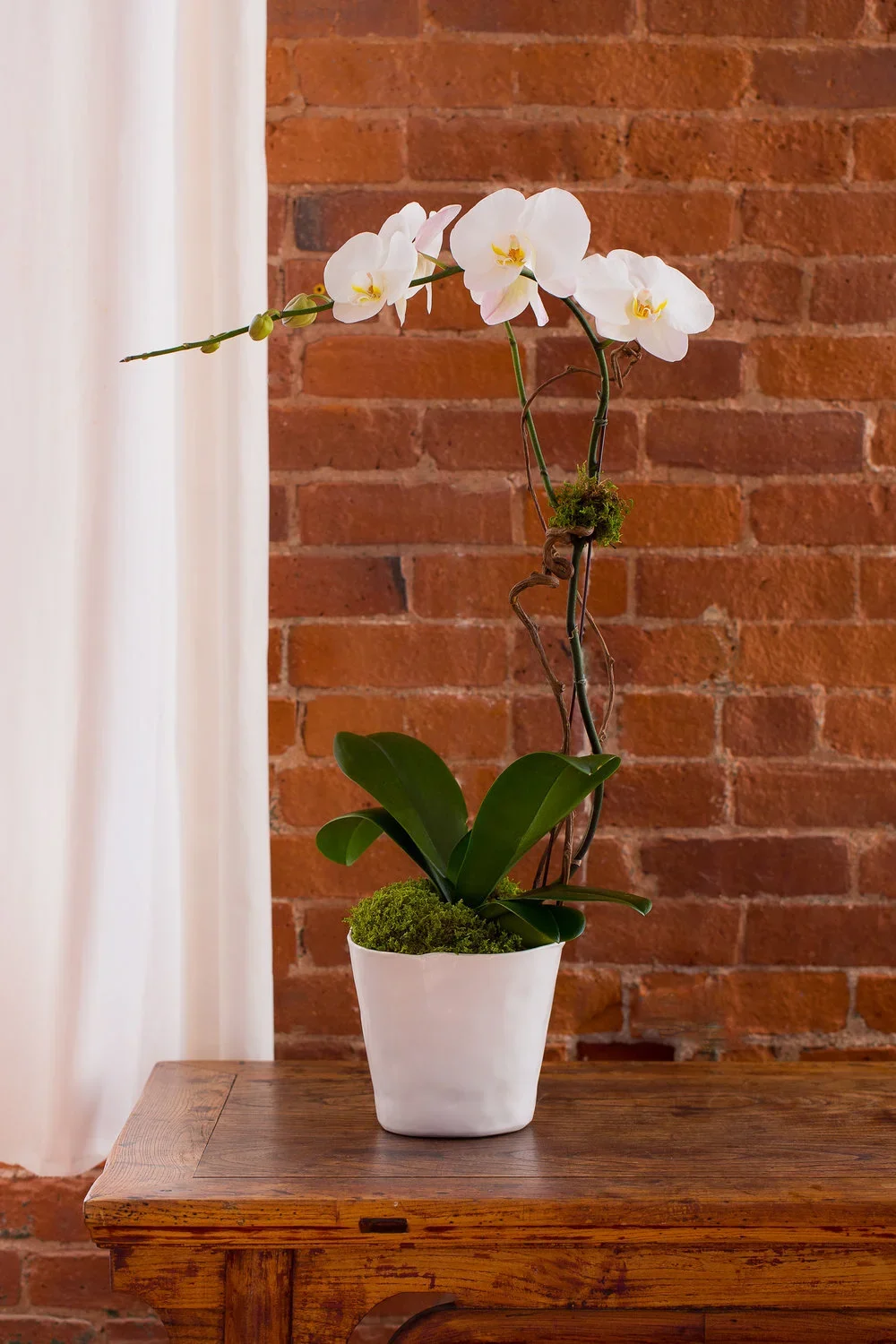 orchid6.webp
