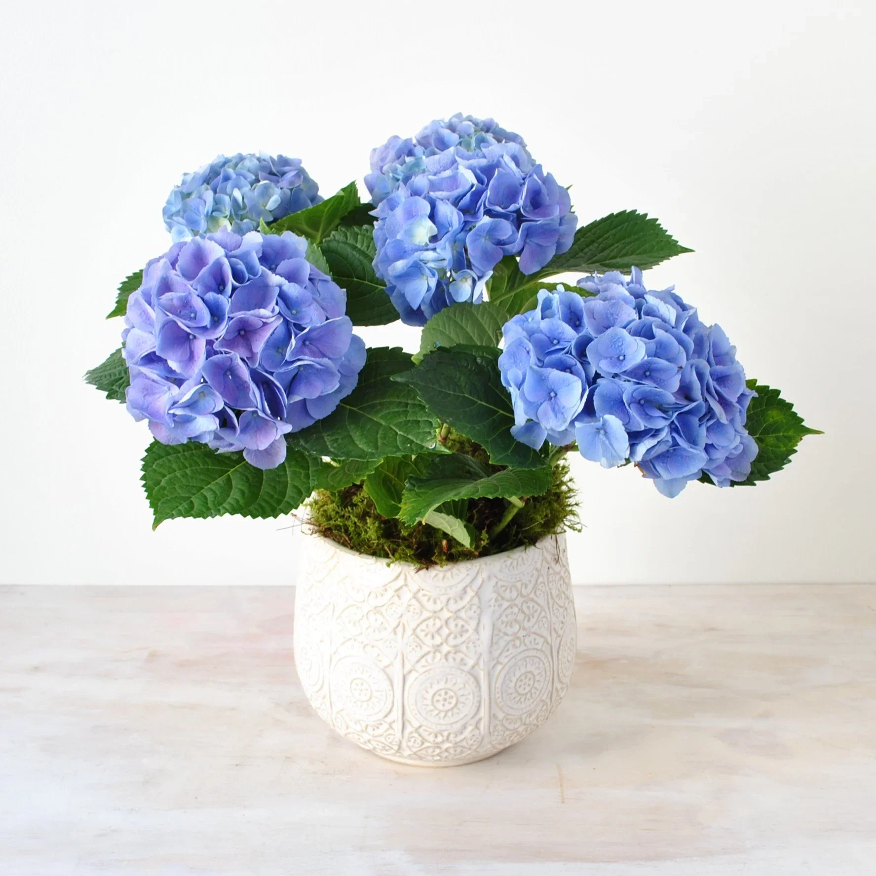 hydrangea.webp