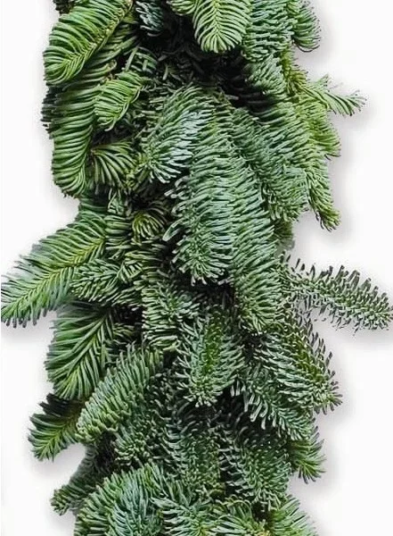 Nobel+Fir+Garland.webp