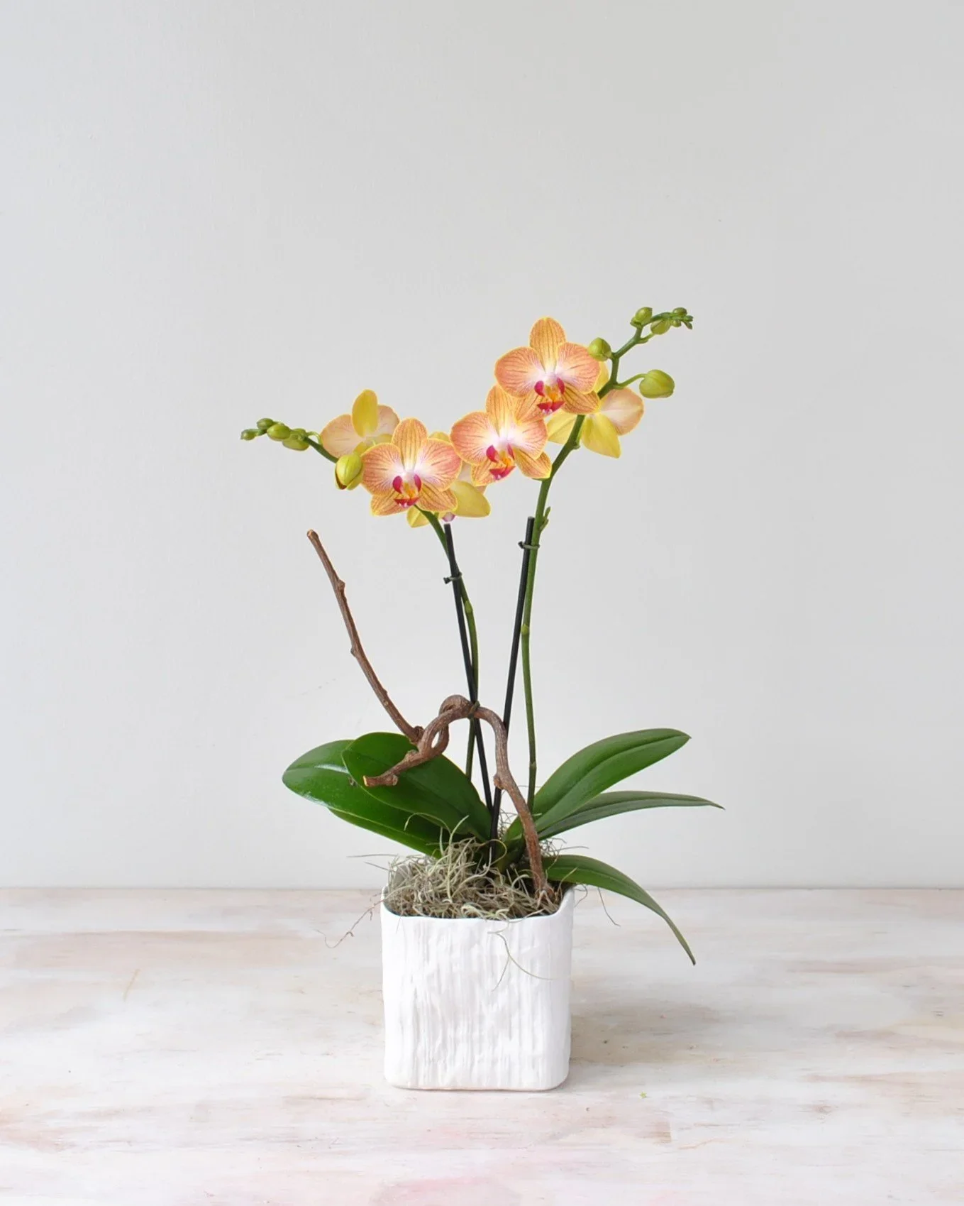 small+kaleidoscope+orchid (1).webp