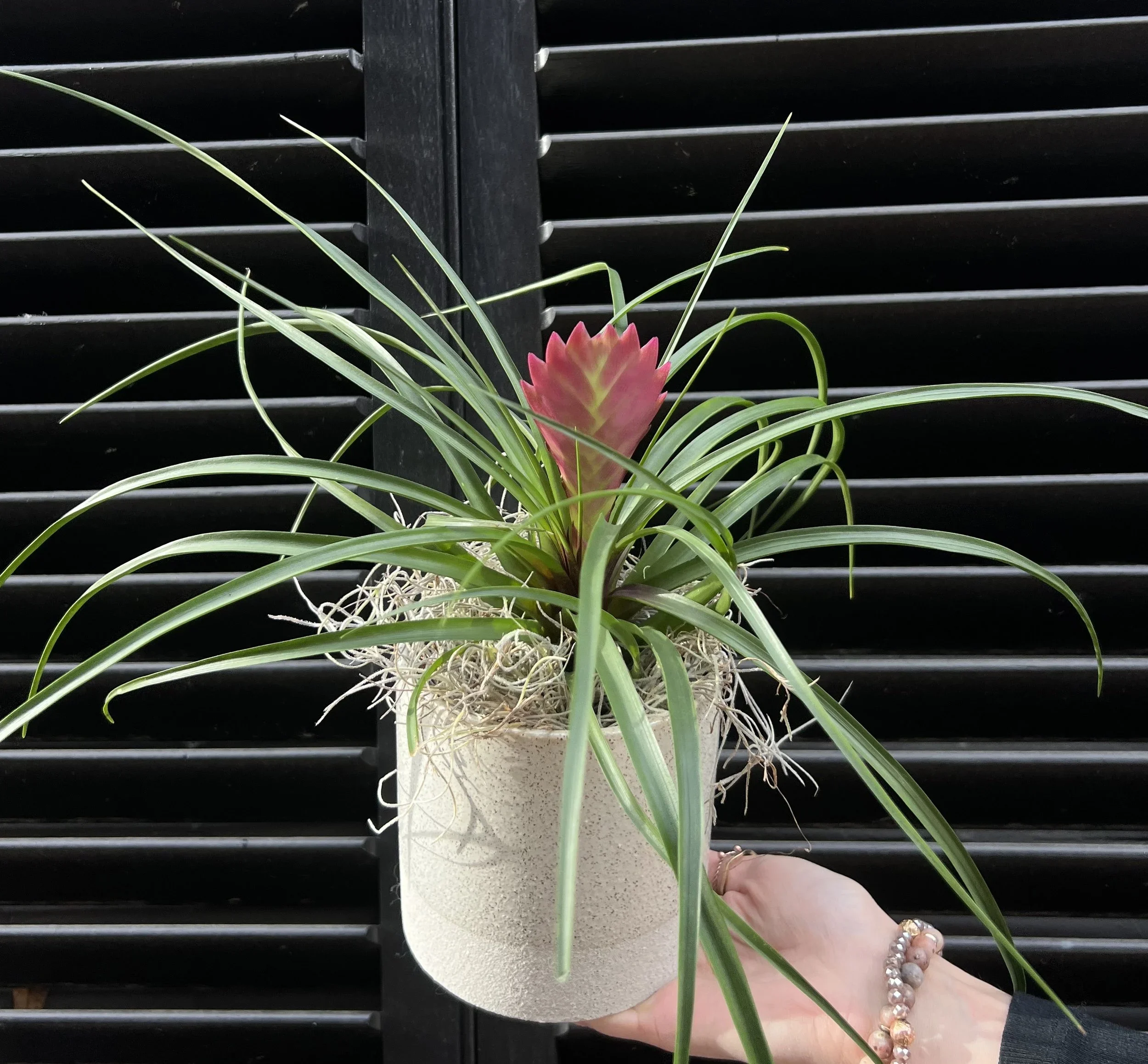 Tillandsia4Pot.webp