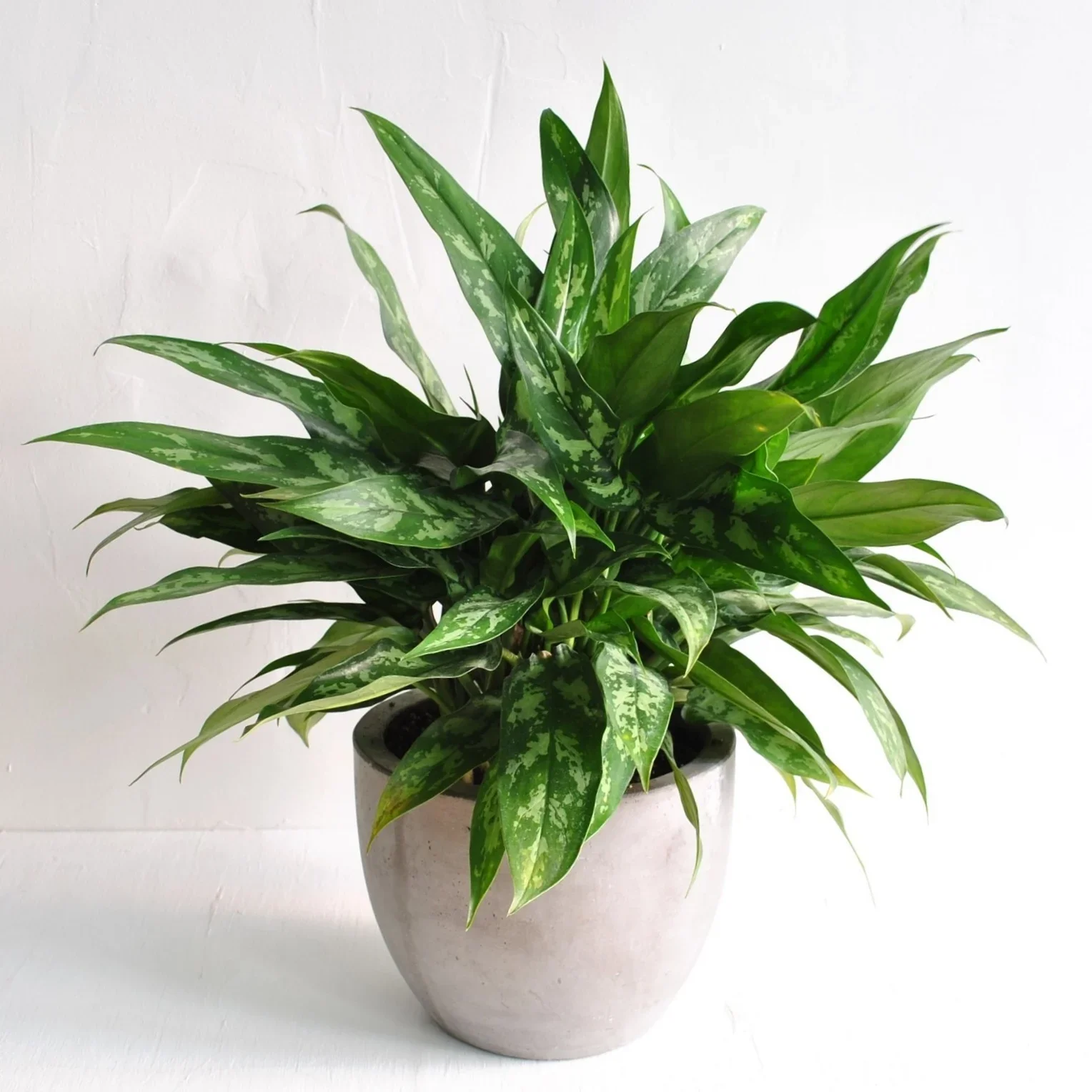 Aglaonema