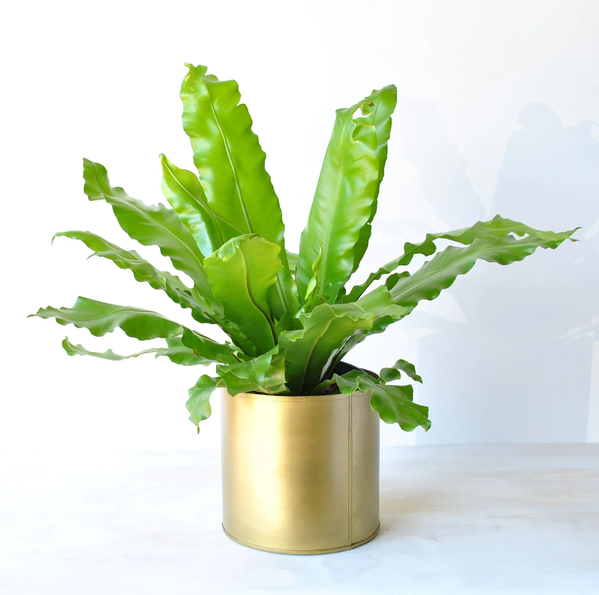 Birds Nest Fern
