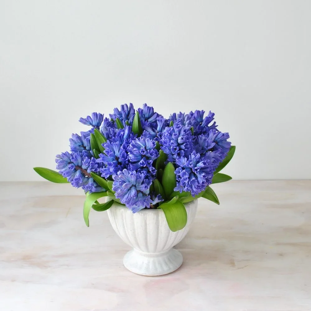 Blue Hyacinth