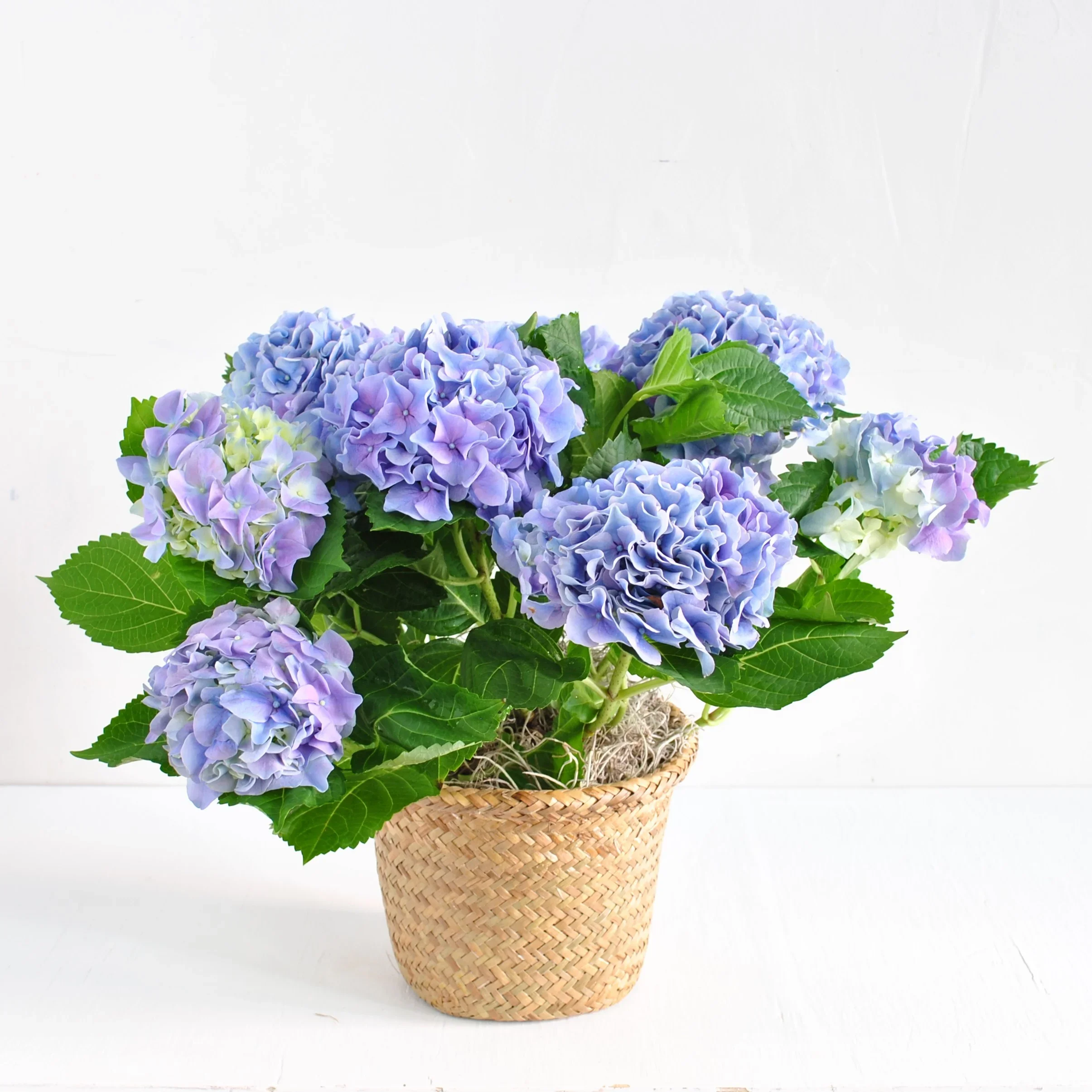 Blue Hydrangea