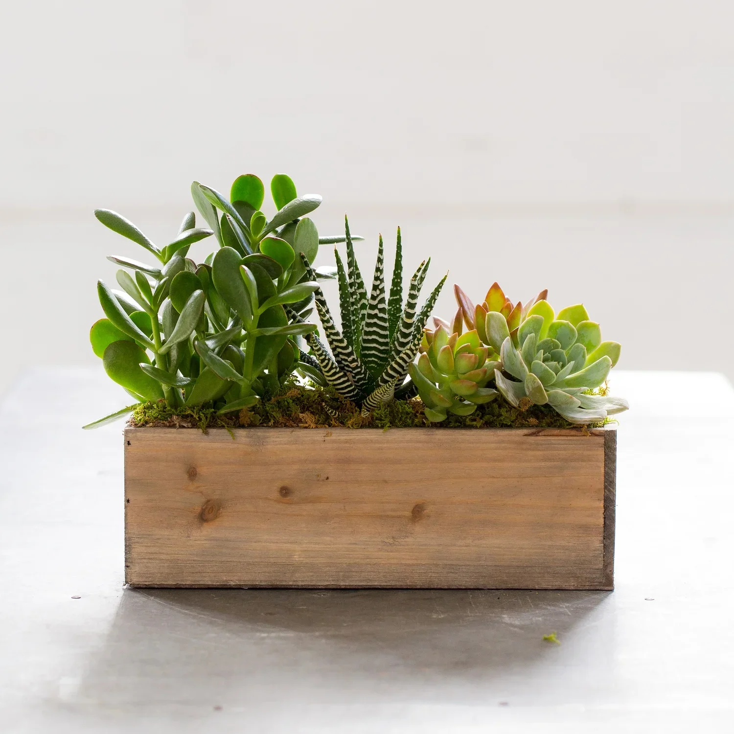 Box of Succulents