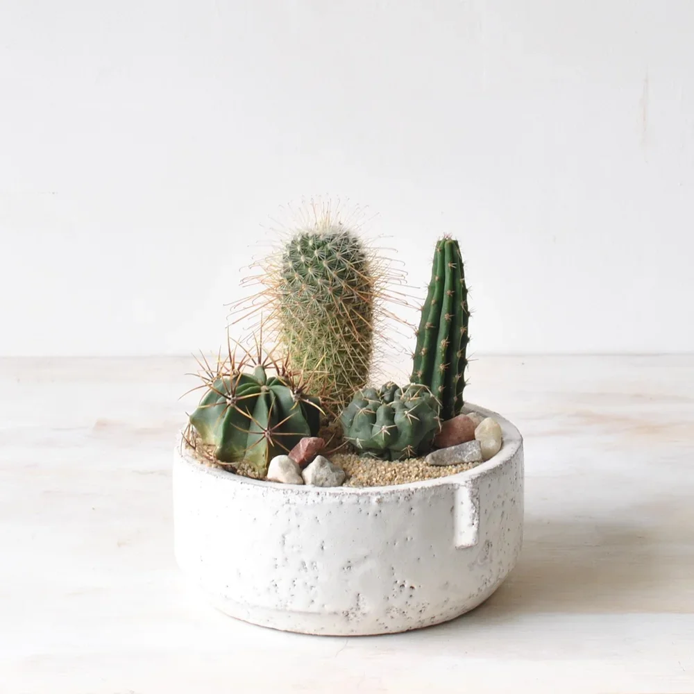 Cacti Bowl
