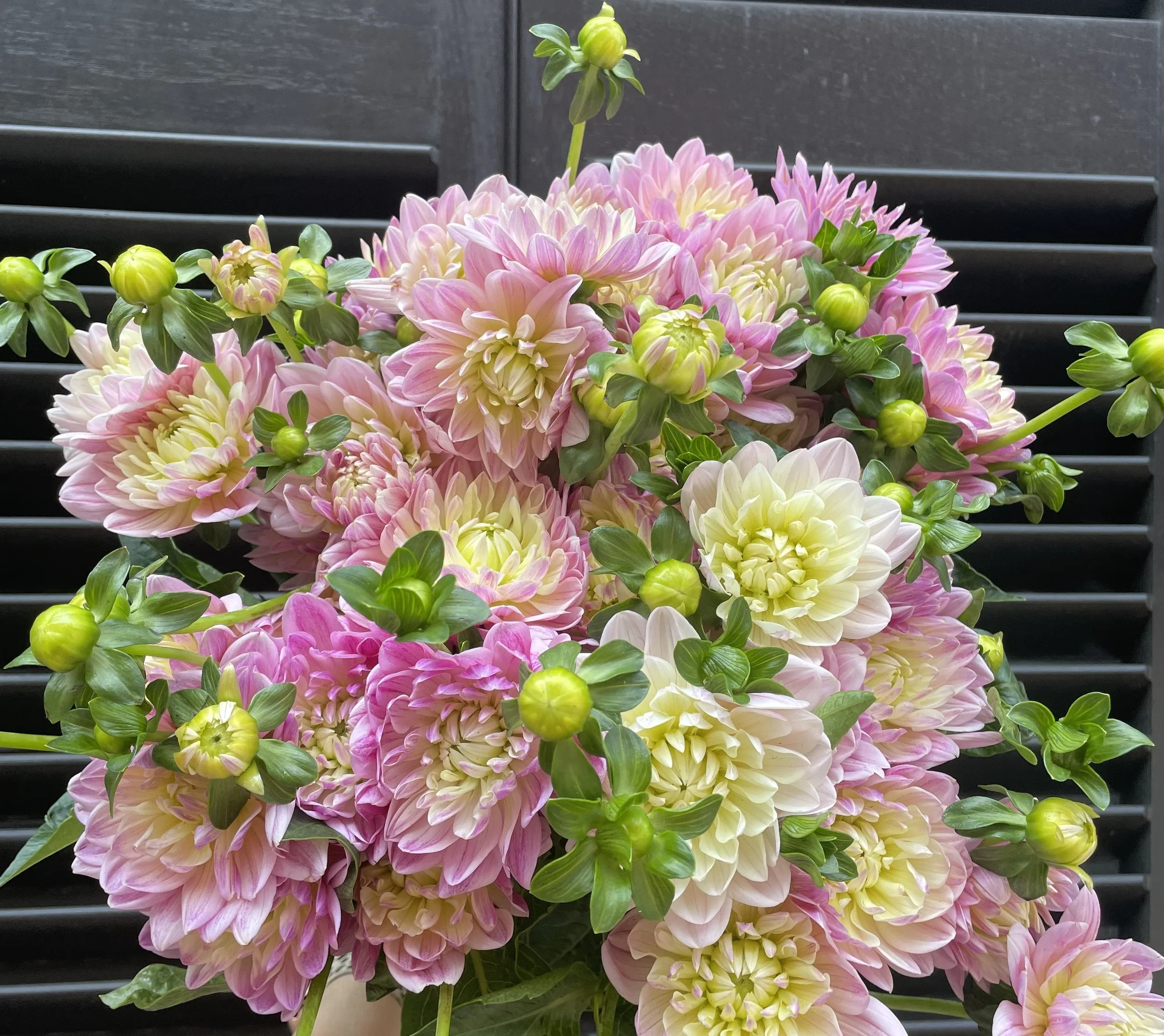 Dahlia Bunch