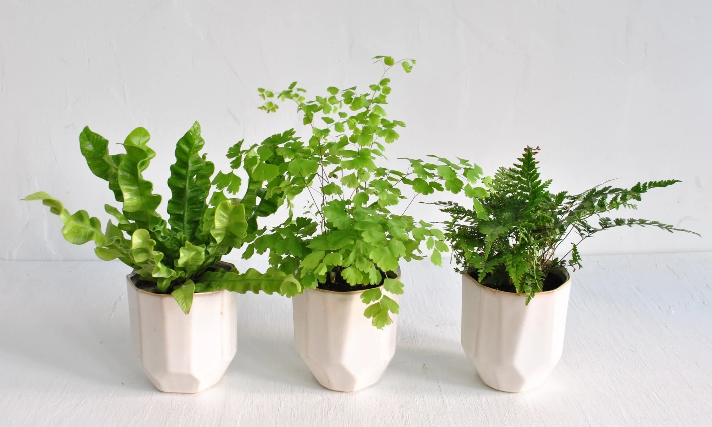 Fern Trio