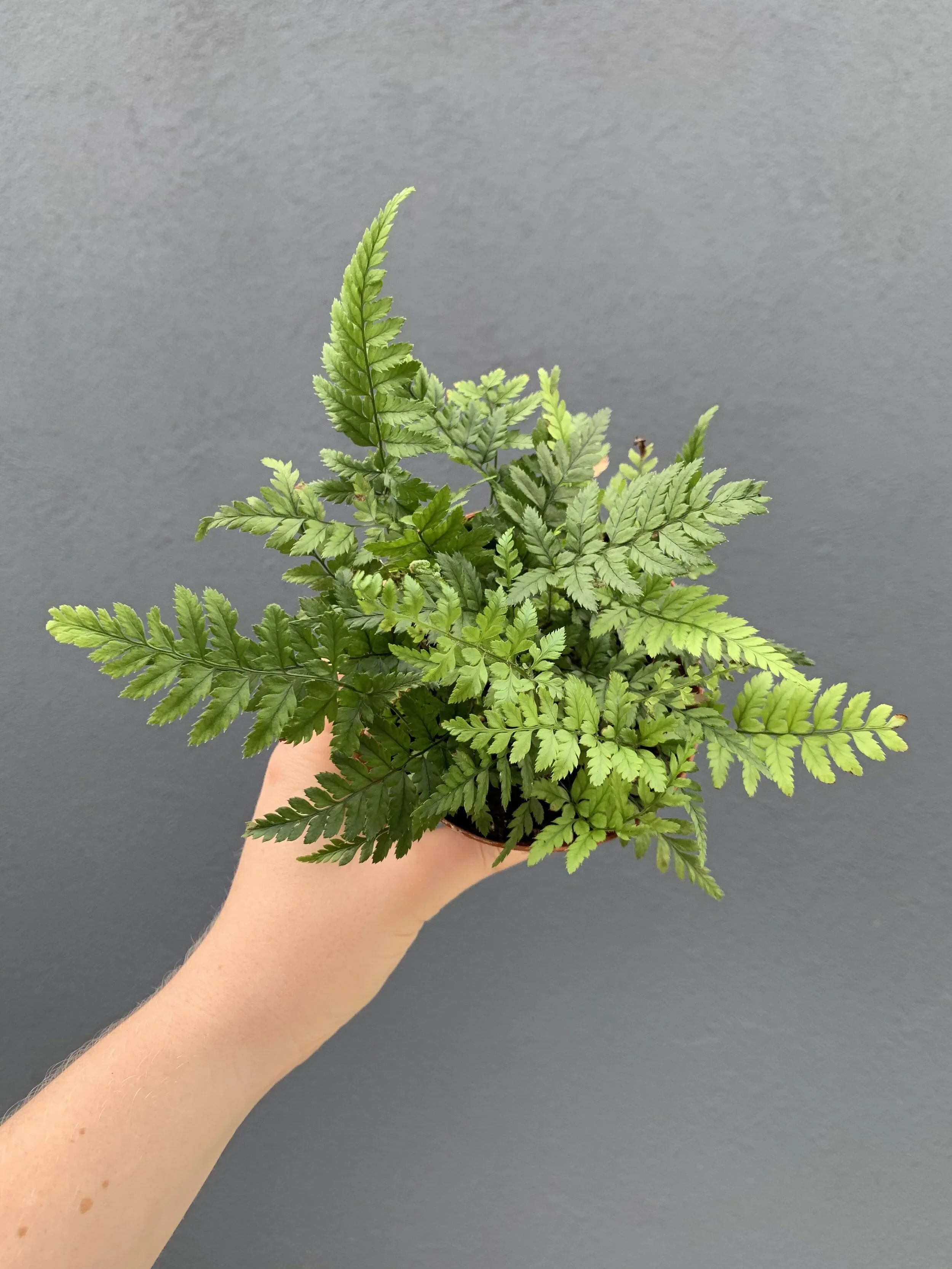 Fern