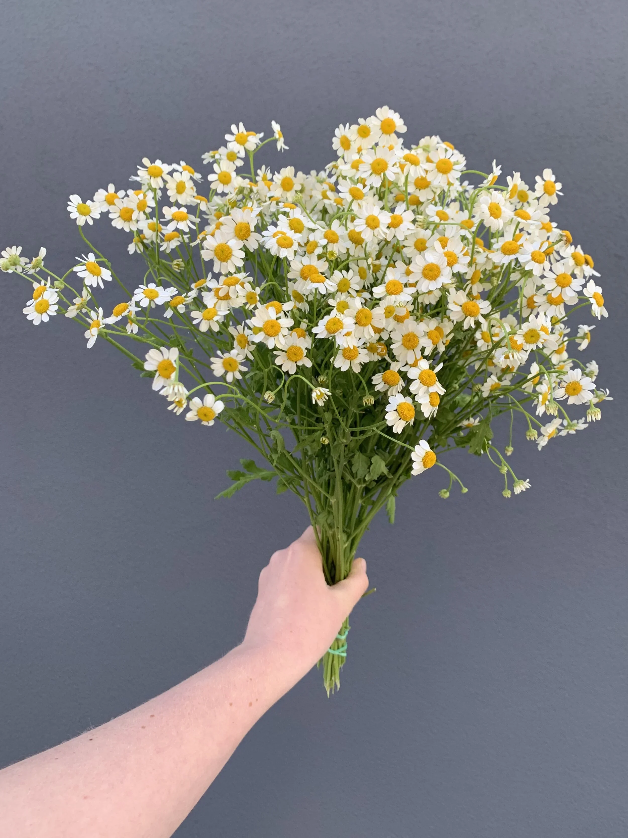 Feverfew Bunch