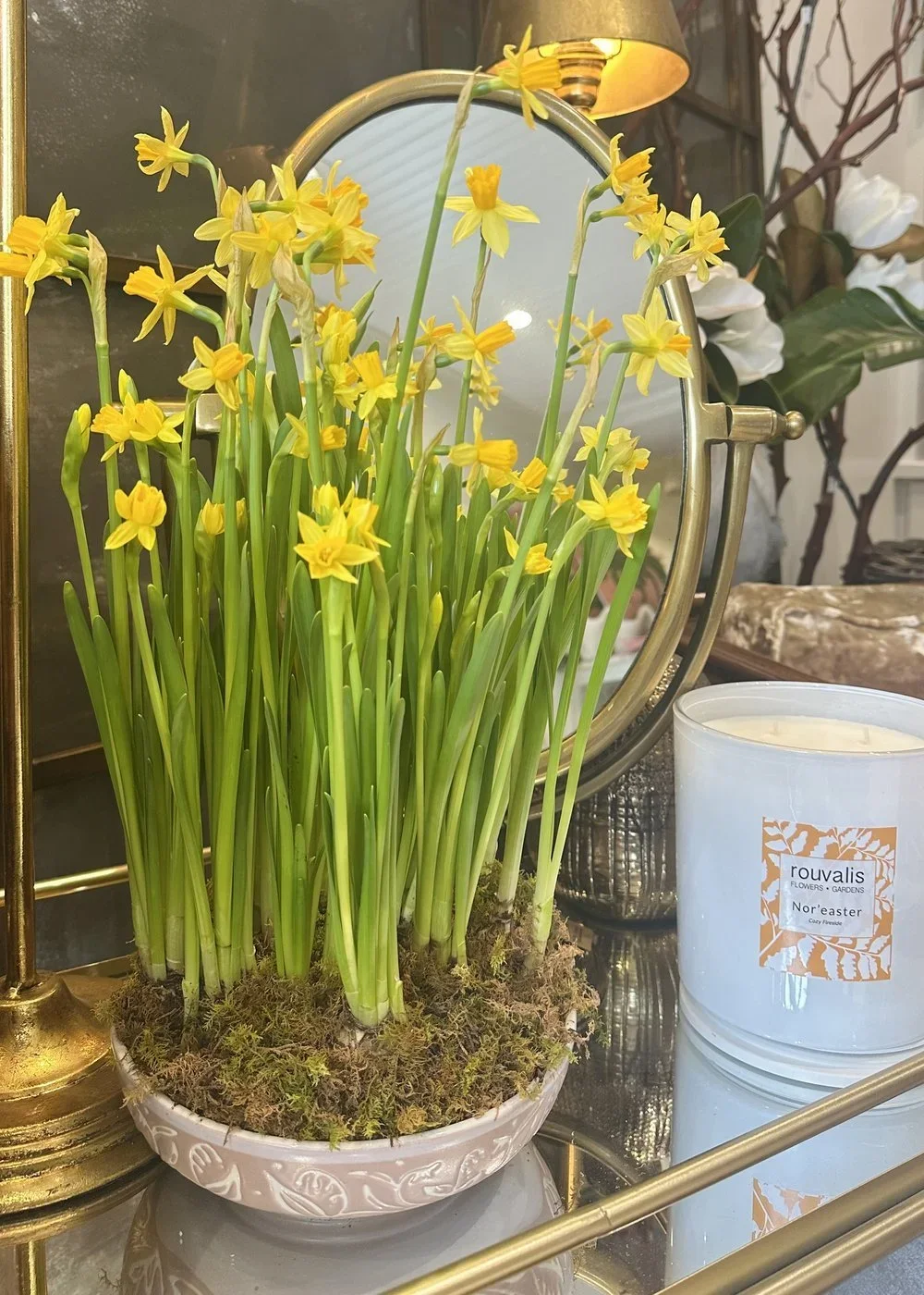 Mini Daffodil Plants
