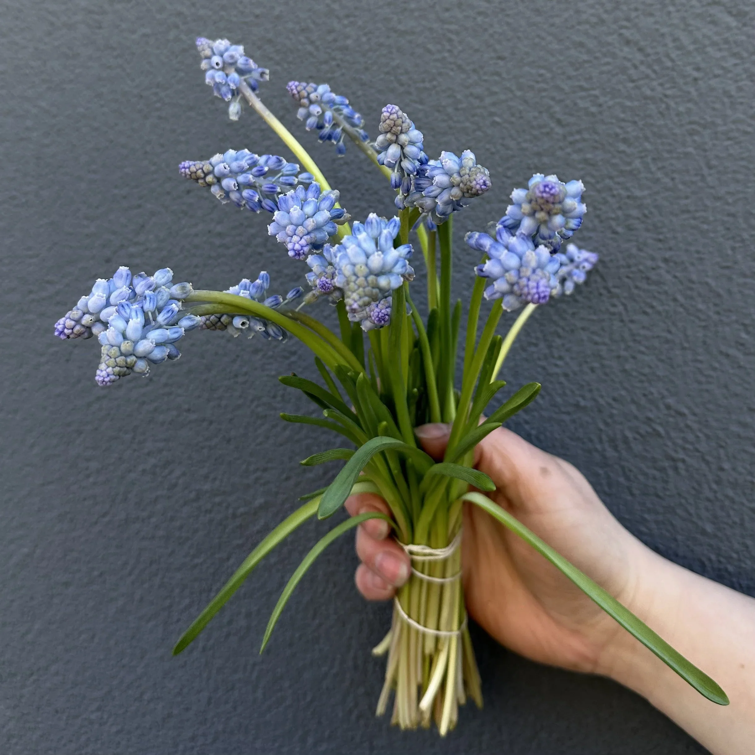 Muscari