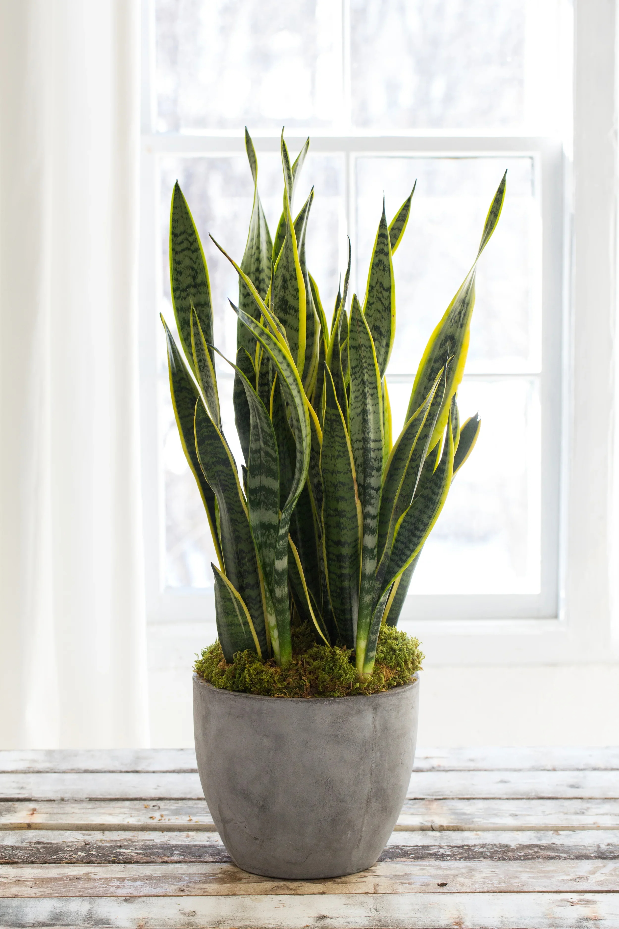 Snake Plant