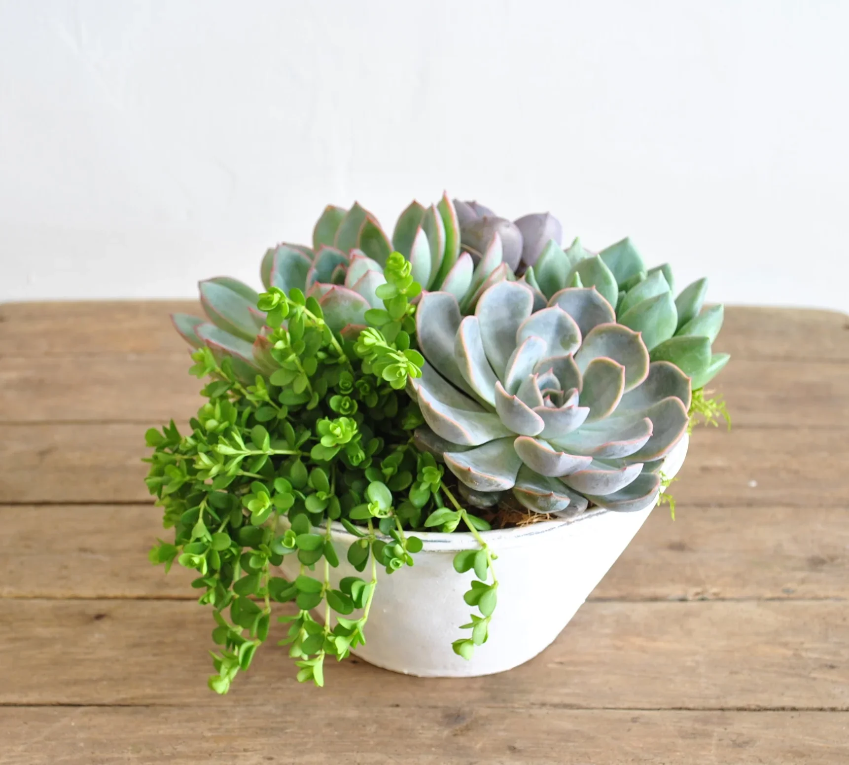 Succulent Bowl