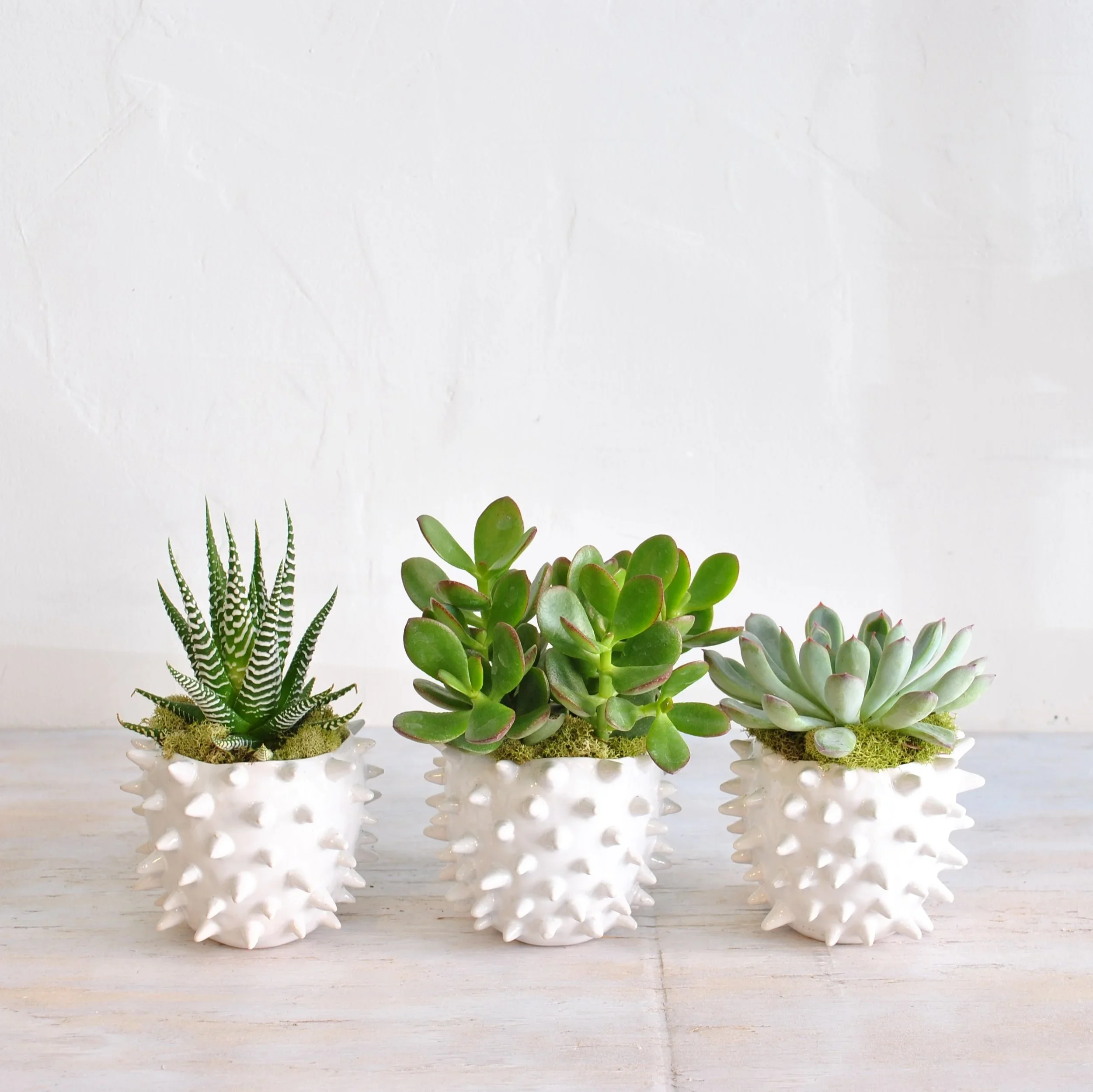 Succulent Trio