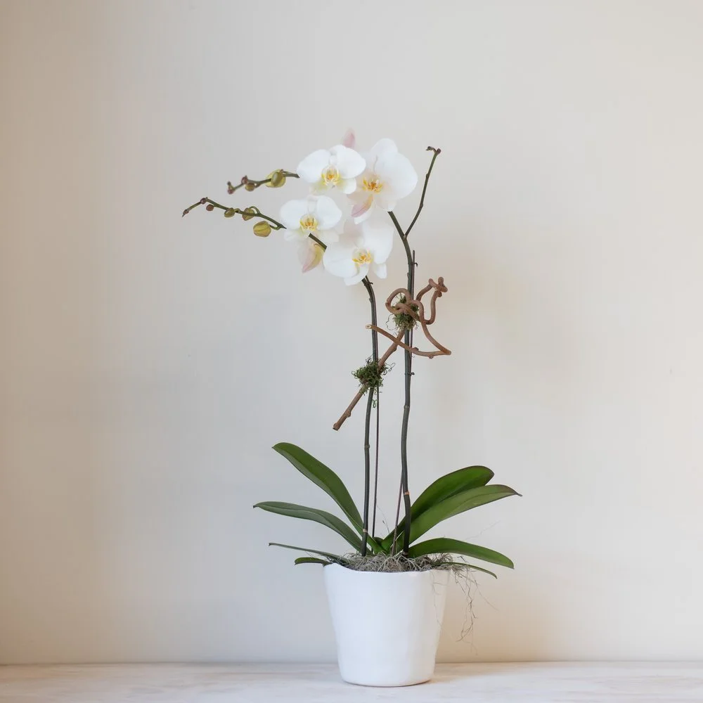 Elegant Orchid