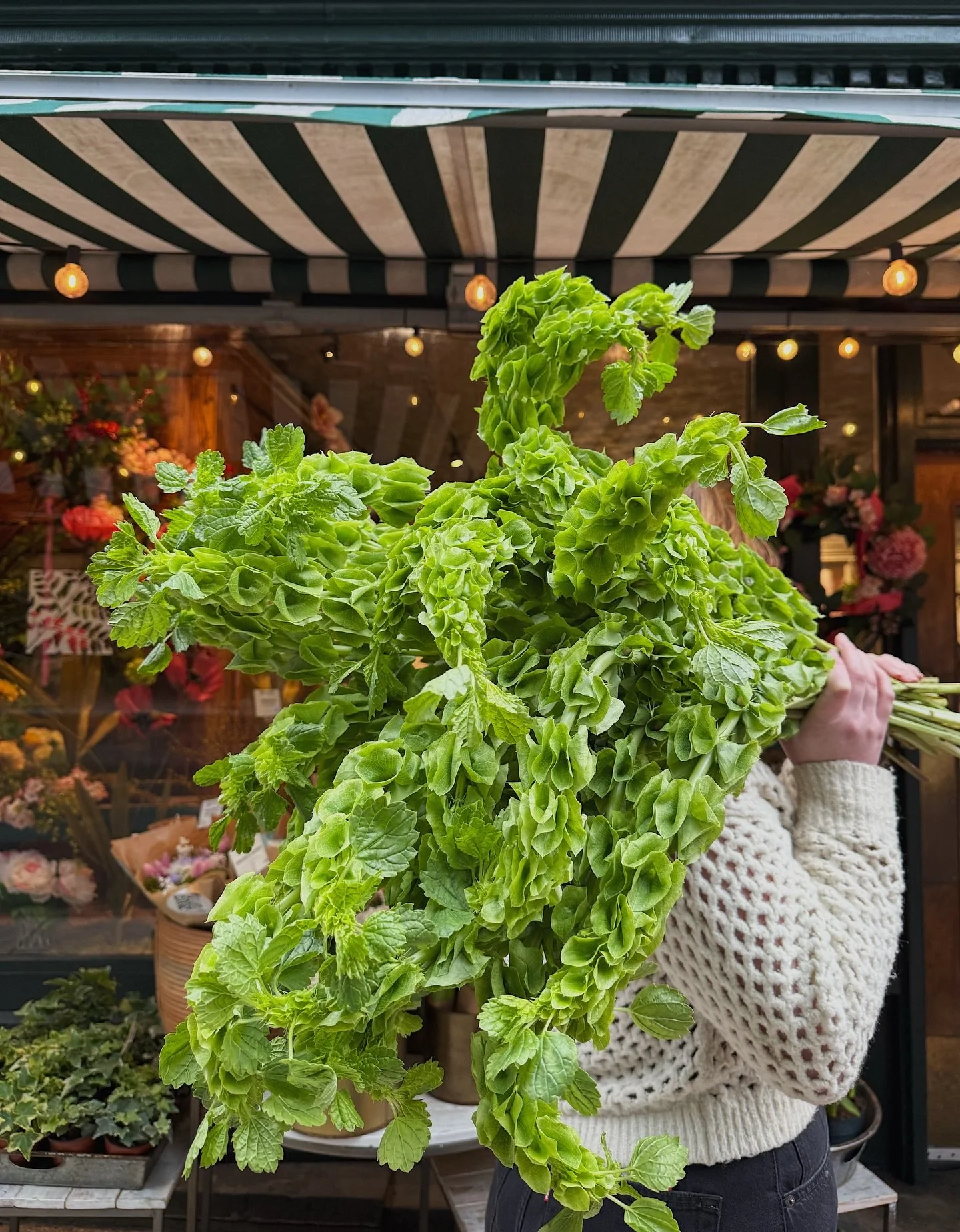 ☘️THURSDAY T R I V I A ☘️ Be the first to correctly guess how many stems of Bells of Ireland &amp; win a prize for pickup! 

P.s. green stems &amp; bouquets in shop for St Paddy&rsquo;s weekend!