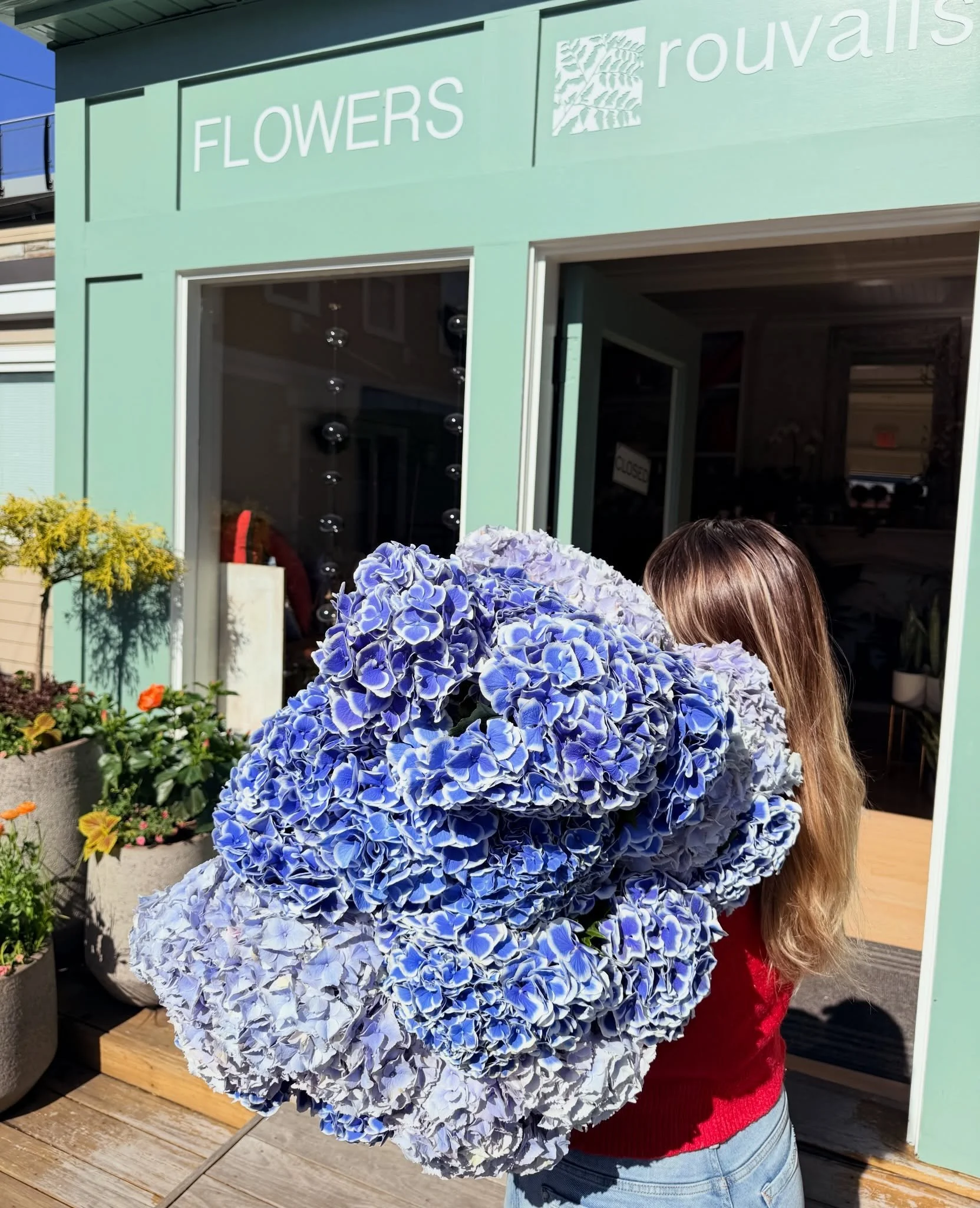 🌦️THURSDAY T R I V I A 🌦️ Be the first to correctly guess how many stems of Dutch Hydrangea &amp; win a prize for pickup!