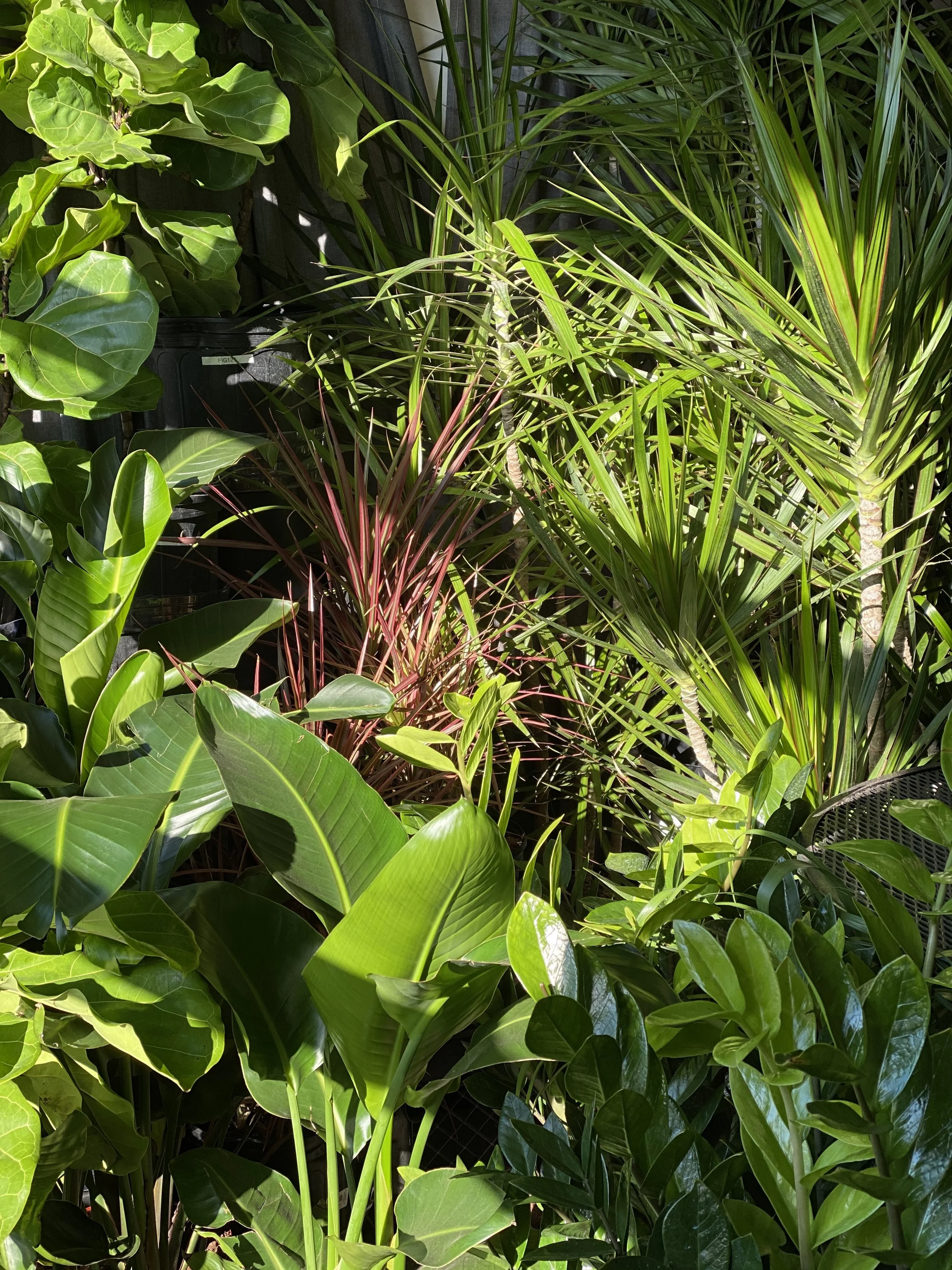 Benefits of Plants in Office 