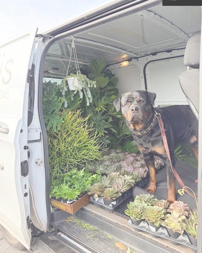 Pet-Friendly Houseplants – 10 Beautiful Plants Safe for Cats and Dogs