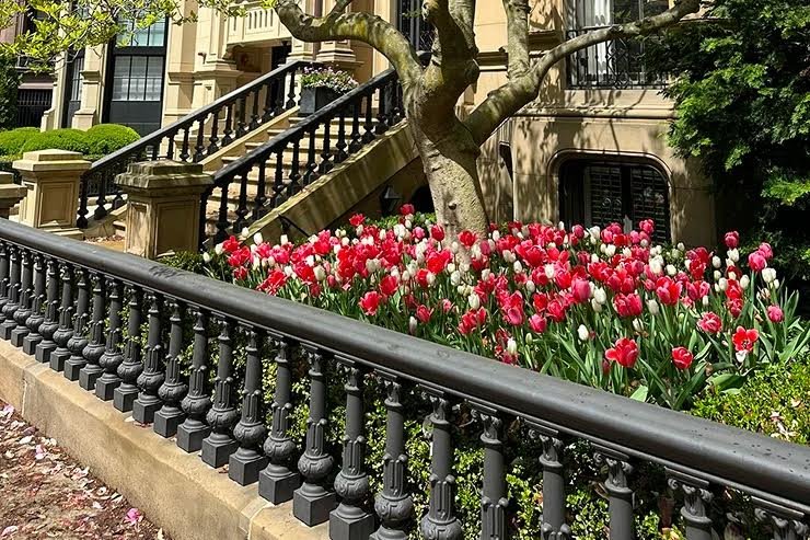 Why Now is the Perfect Time to Plan Your Spring Bulb Plantings
