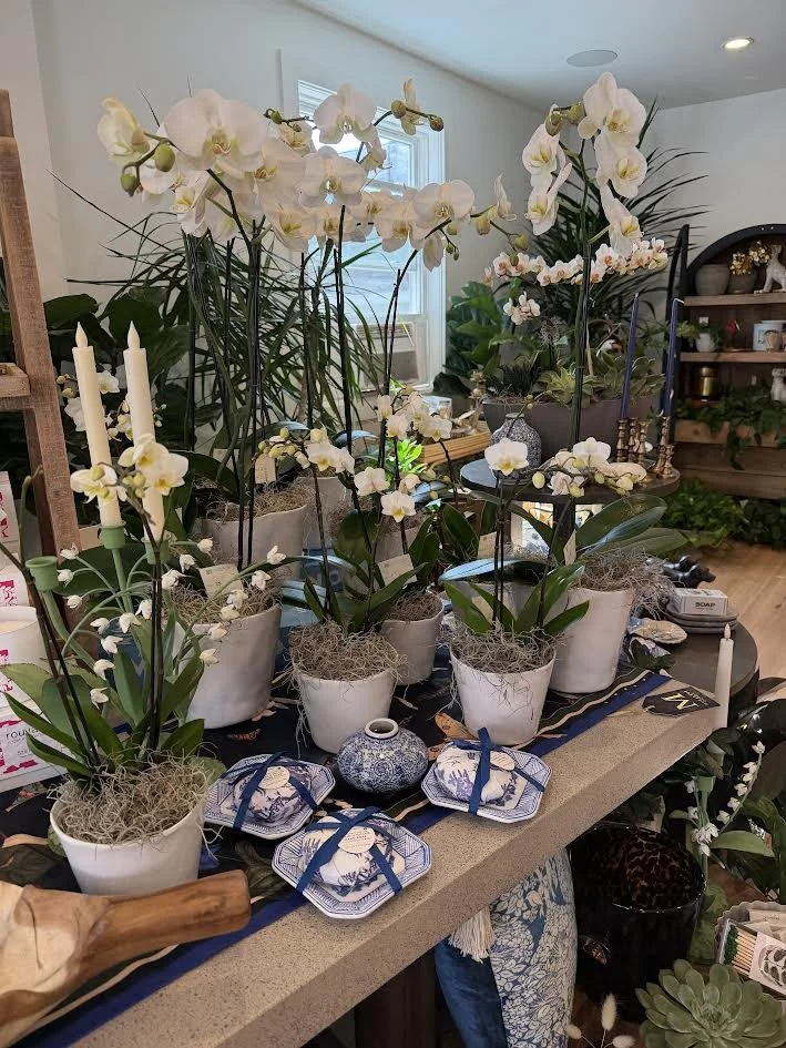 Why Orchids Remain a Favorite Among Flower Lovers Worldwide