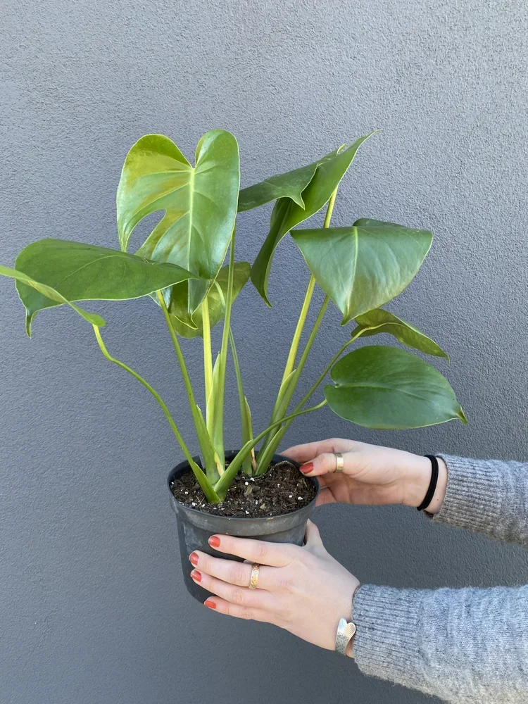 Monstera Plant